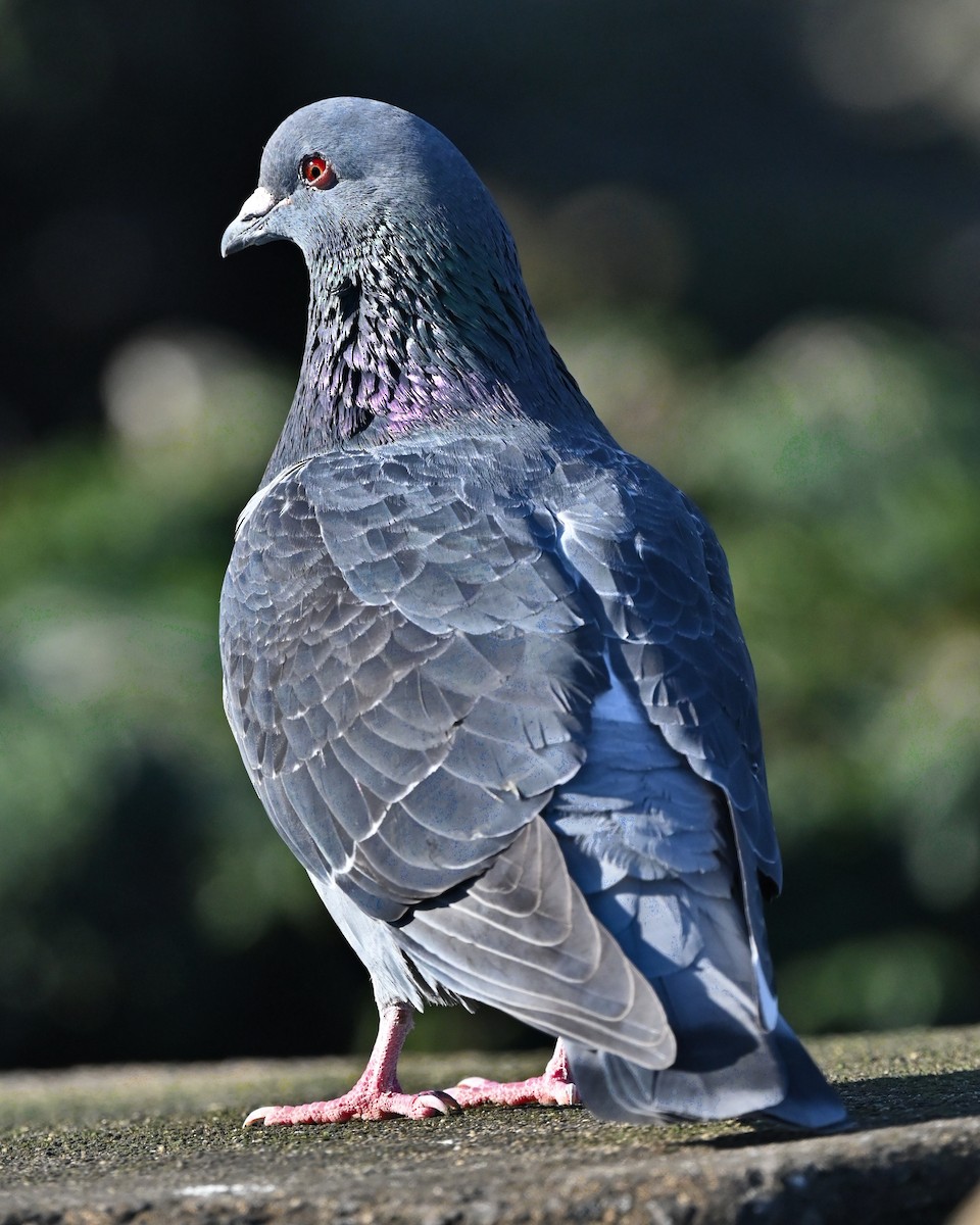 יונת בית - ML647008990