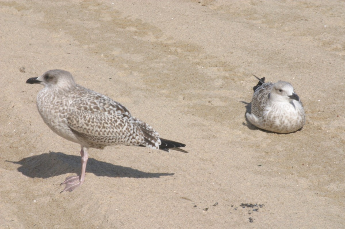 European Herring Gull - ML647008991