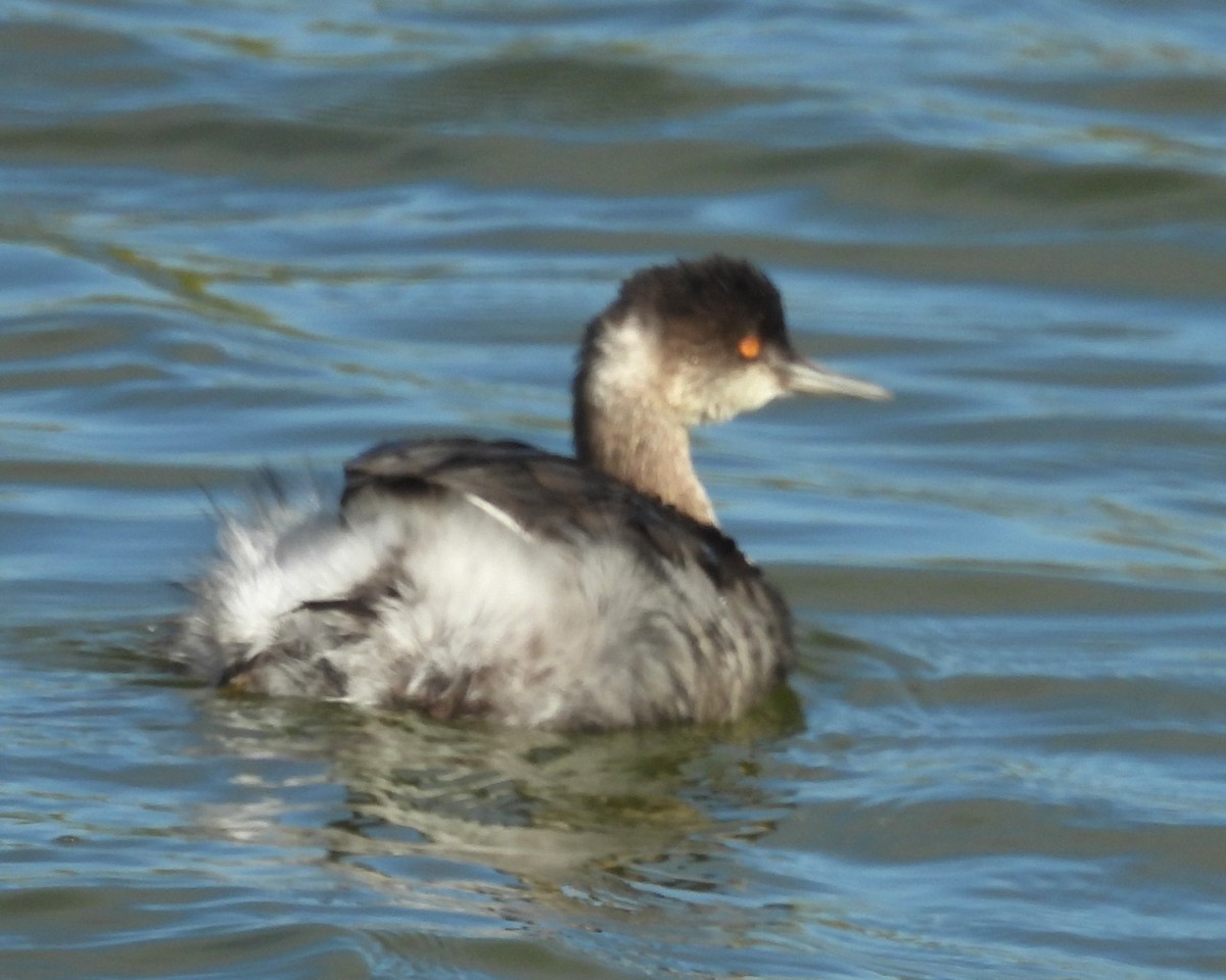 Eared Grebe - ML647008992