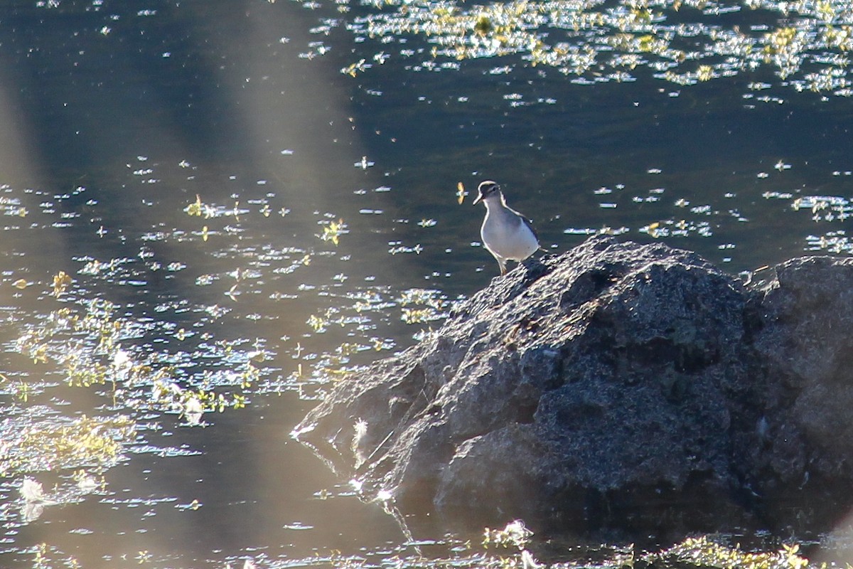 アメリカイソシギ - ML647008997