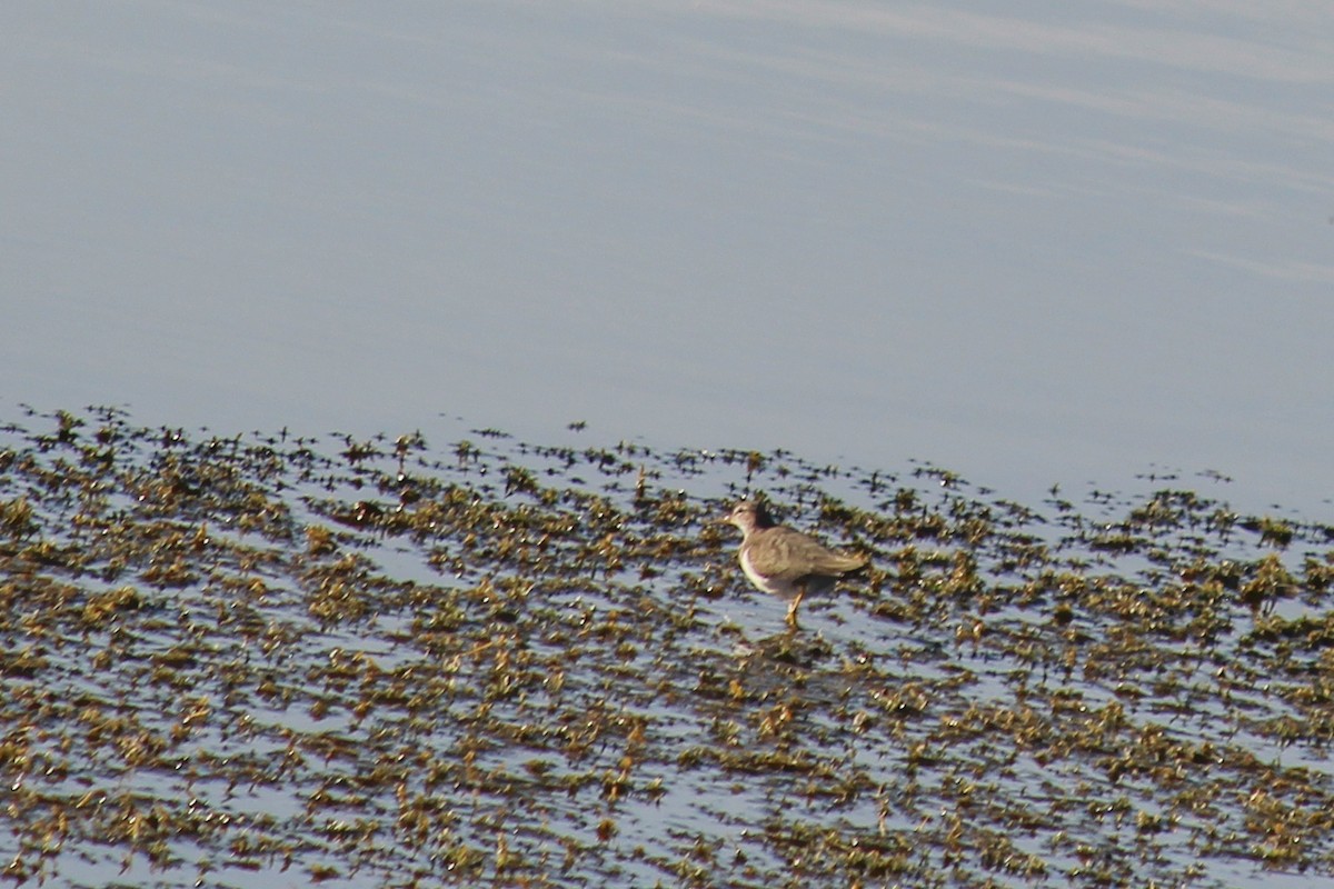 アメリカイソシギ - ML647008998