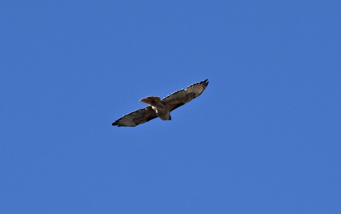Red-tailed Hawk - ML647009008