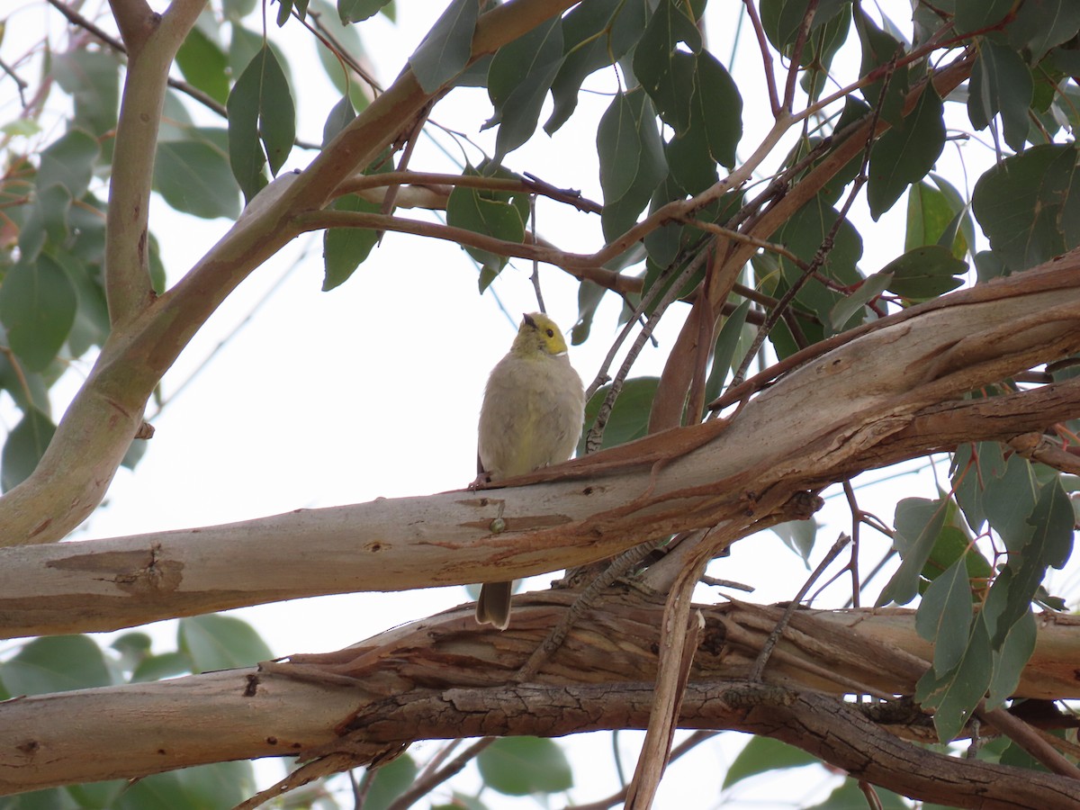 Weißbürzel-Honigfresser - ML647009016