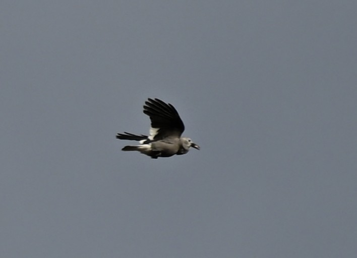 Clark's Nutcracker - ML647009020