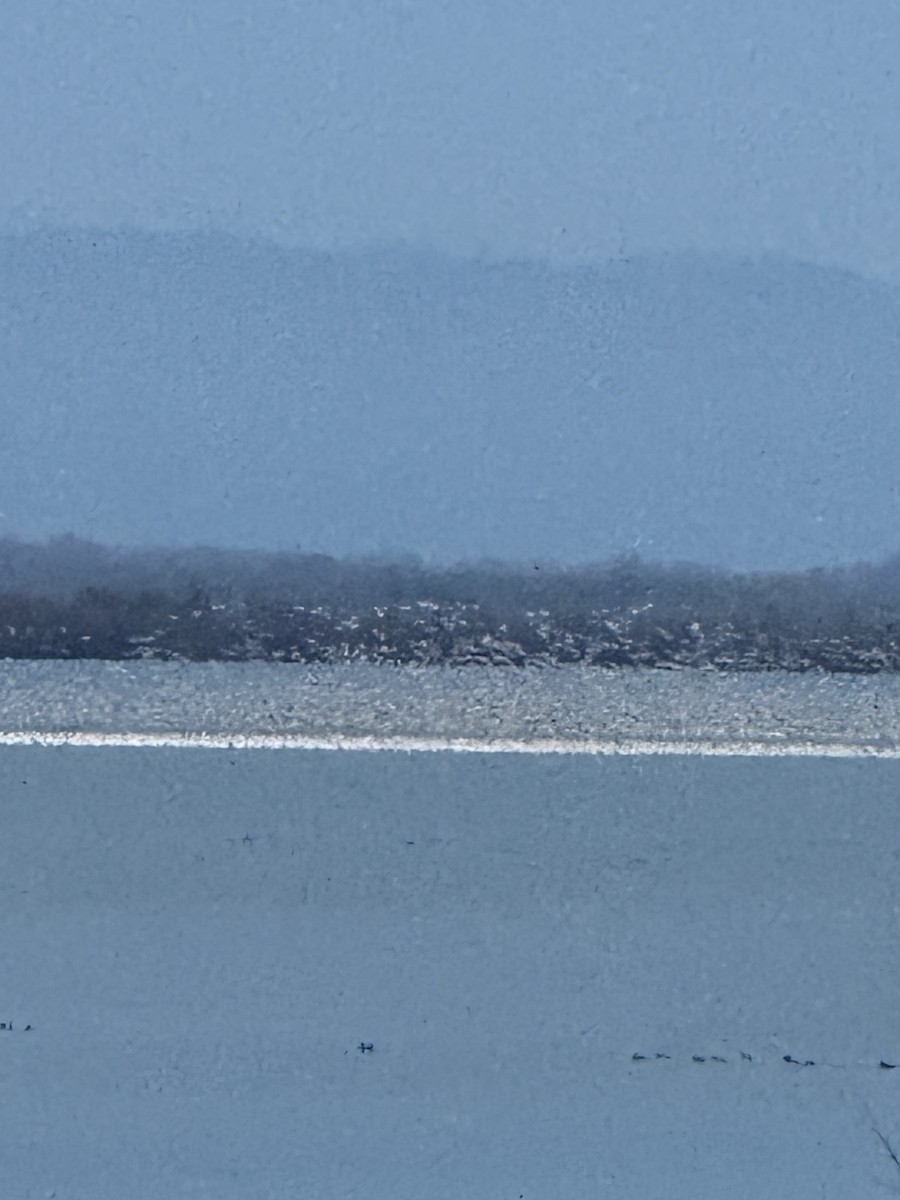 Snow Goose - ML647009030