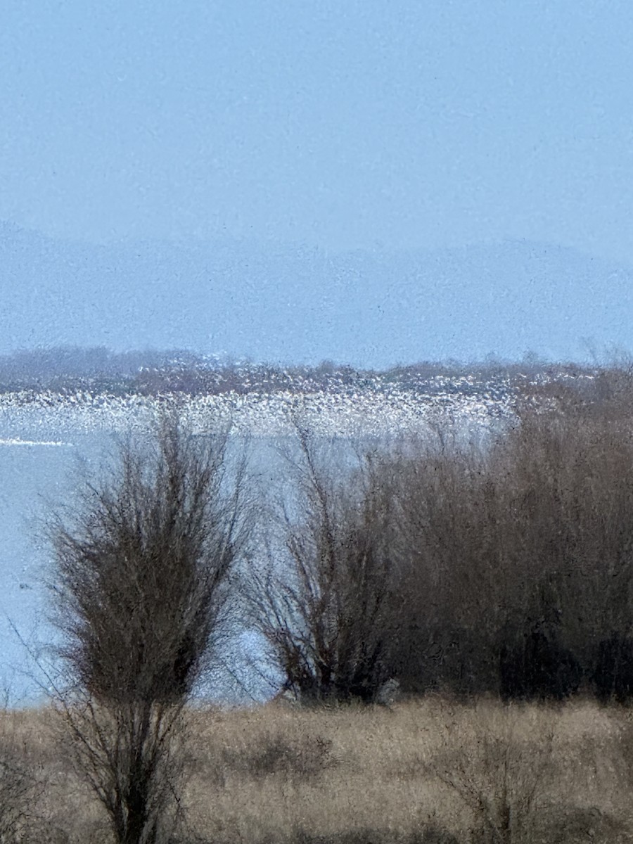 Snow Goose - ML647009031