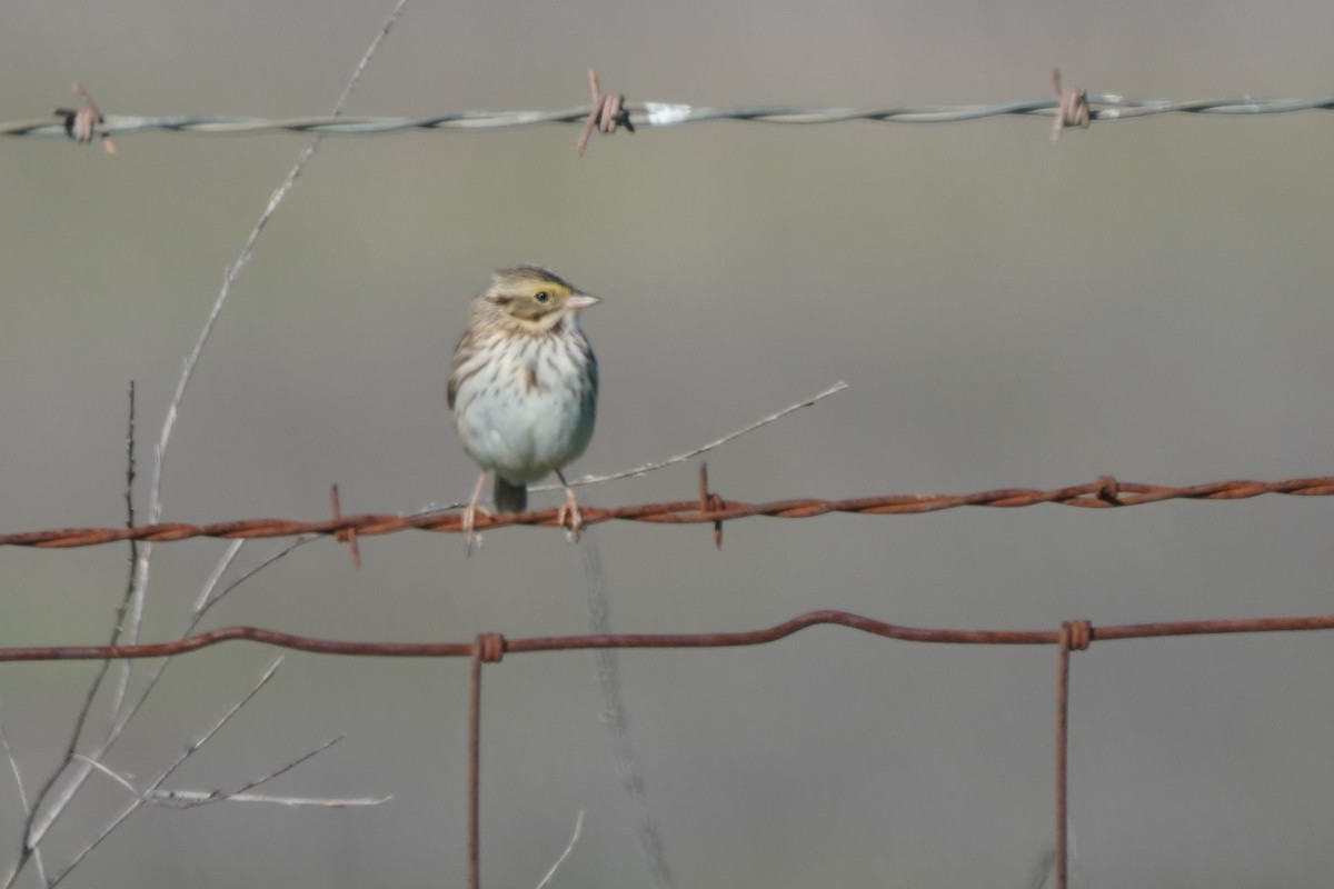 Savannah Sparrow - ML647009034
