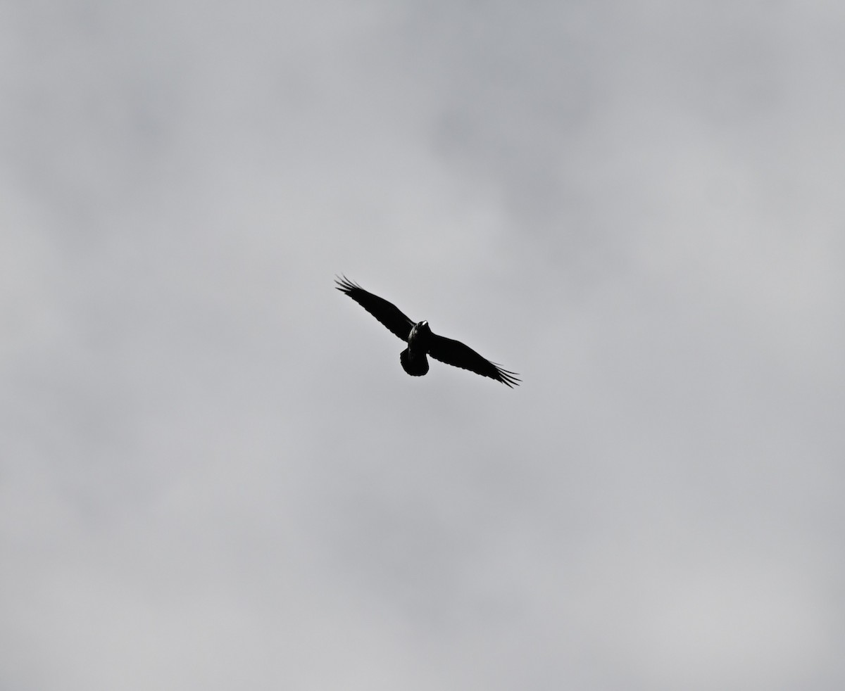 Corvo imperiale - ML647009035