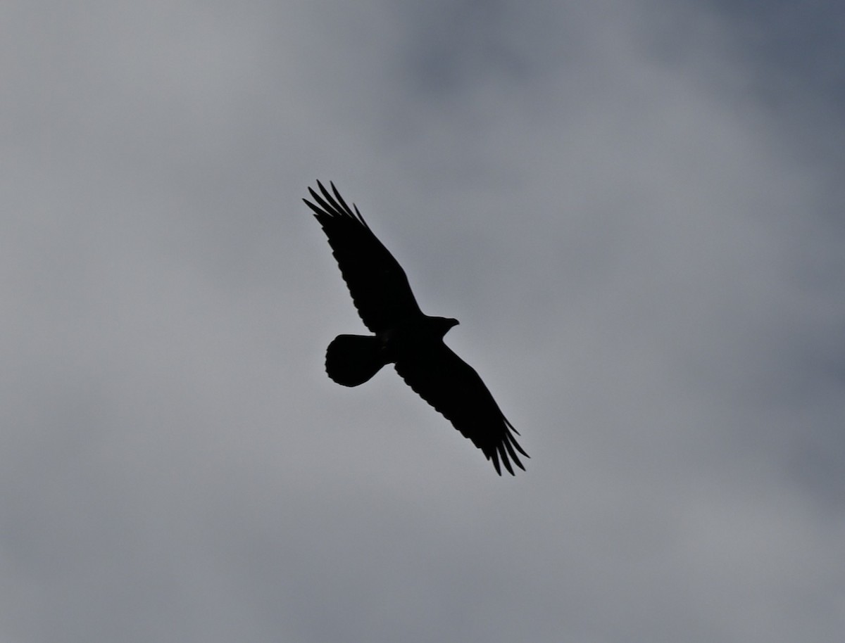 Corvo imperiale - ML647009036