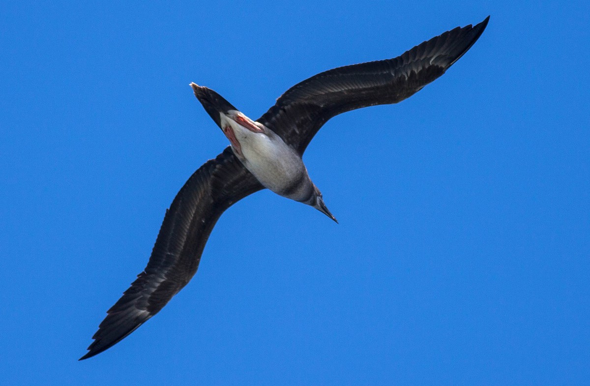 rødfotsule - ML647009041