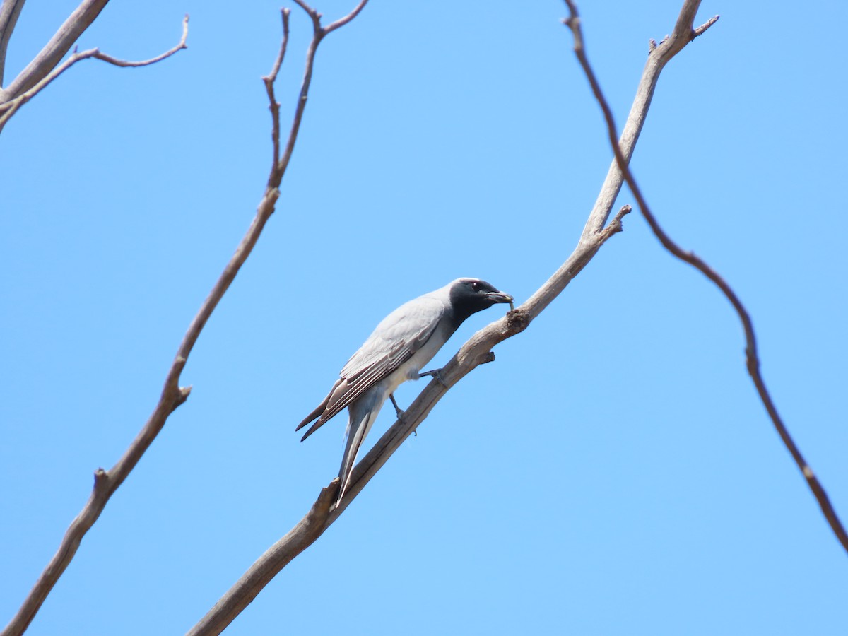 Schwarzgesicht-Raupenfänger - ML647009042