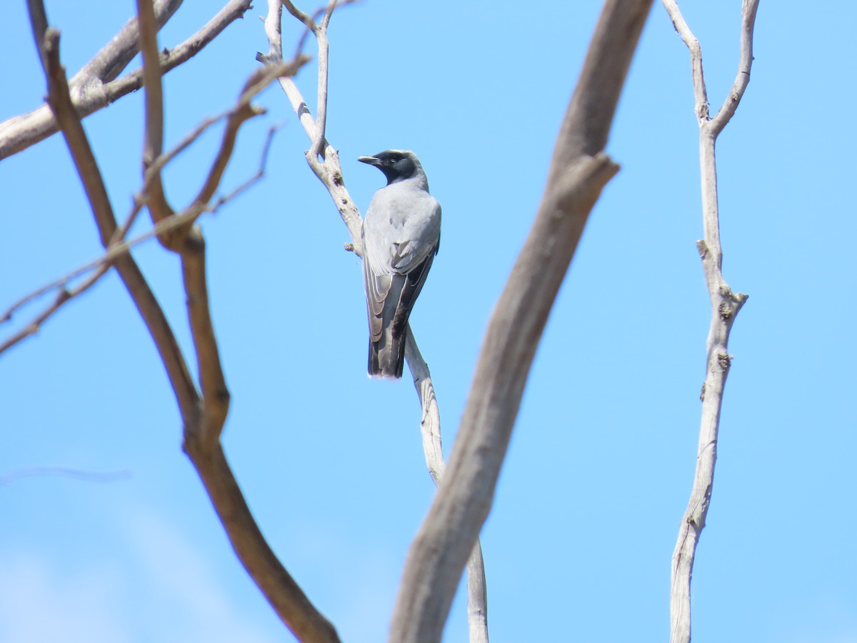 Schwarzgesicht-Raupenfänger - ML647009043