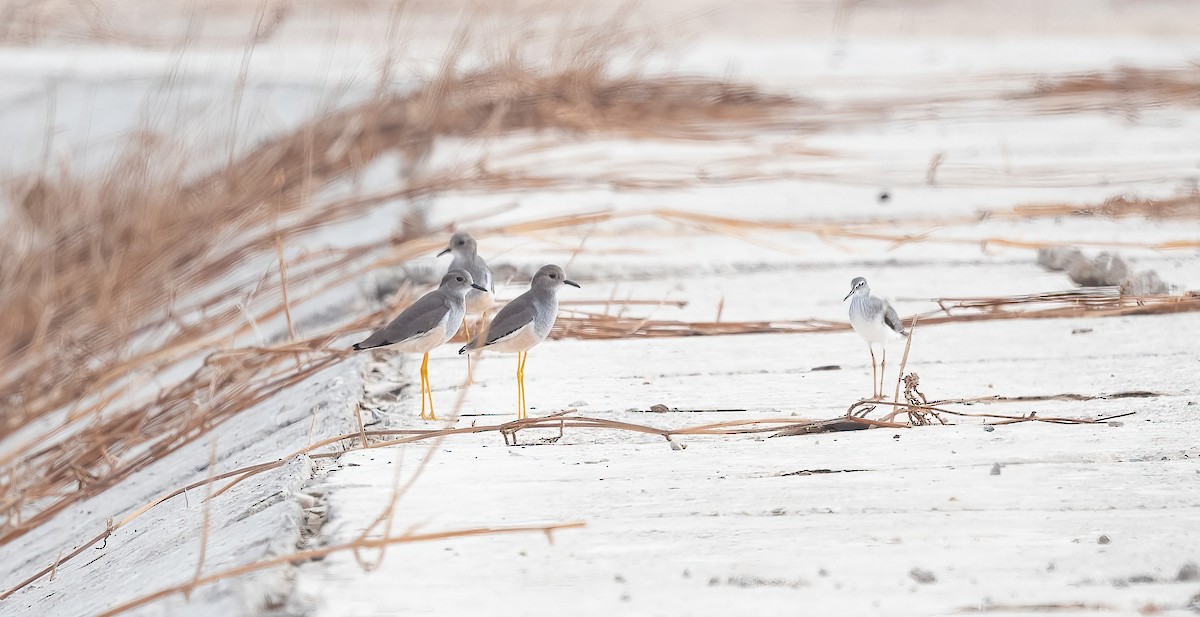 White-tailed Lapwing - ML647009046