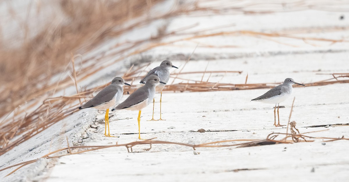 White-tailed Lapwing - ML647009047