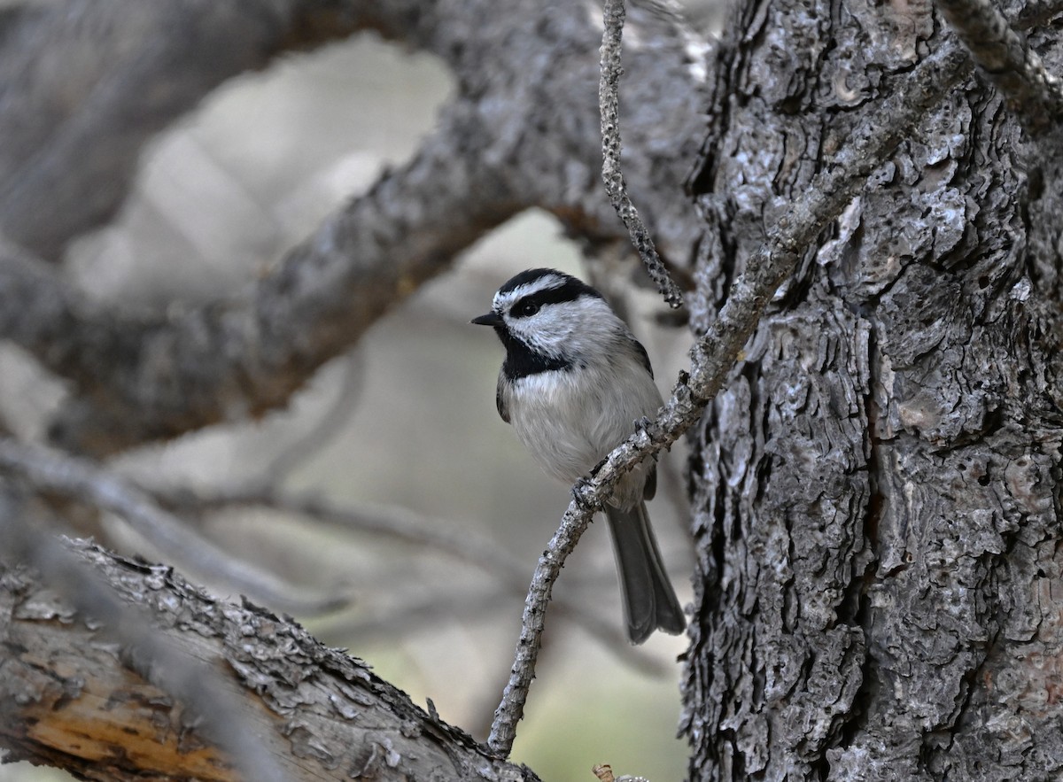 Mountain Chickadee - ML647009048
