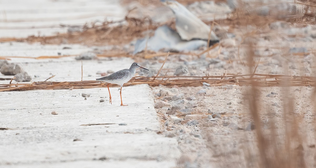 Common Redshank - ML647009051