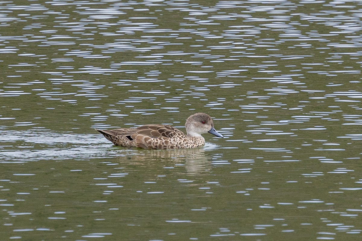 Gray Teal - ML647009052