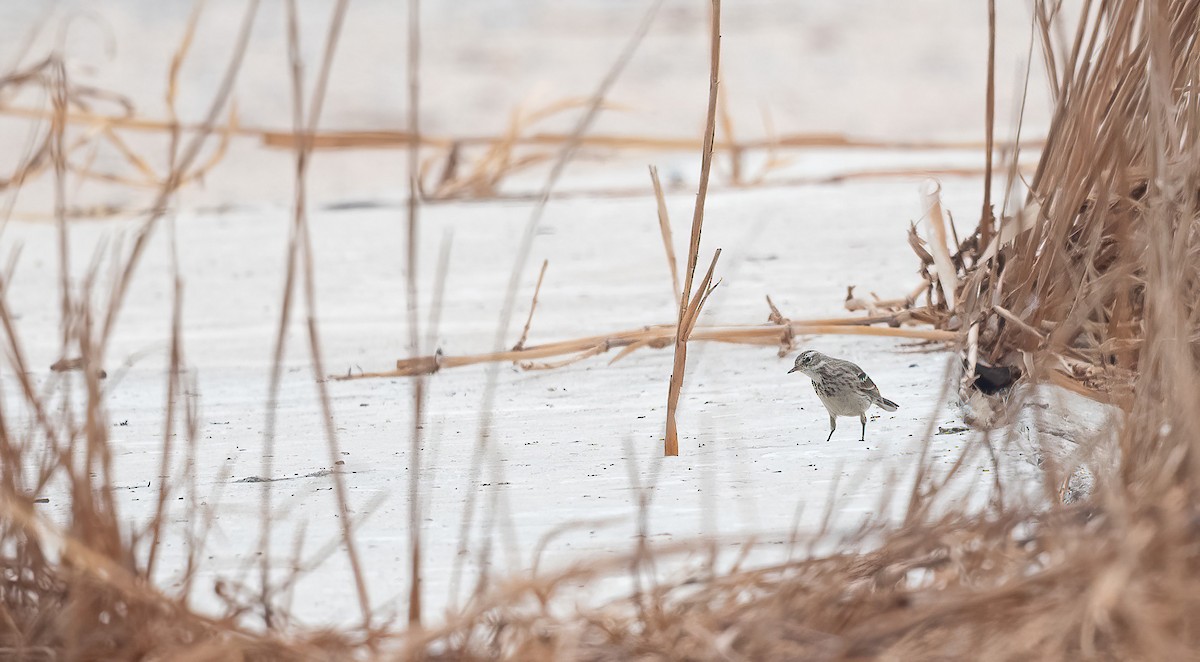 Water Pipit - ML647009053