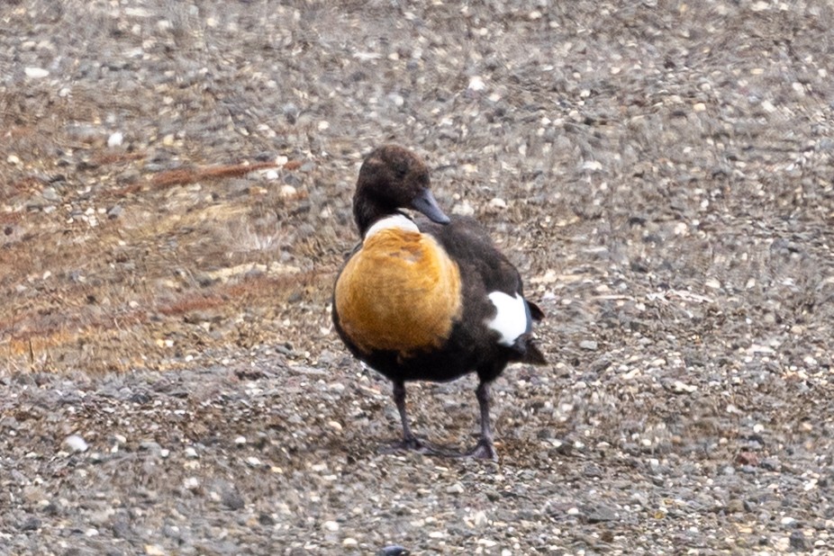 Australian Shelduck - ML647009054