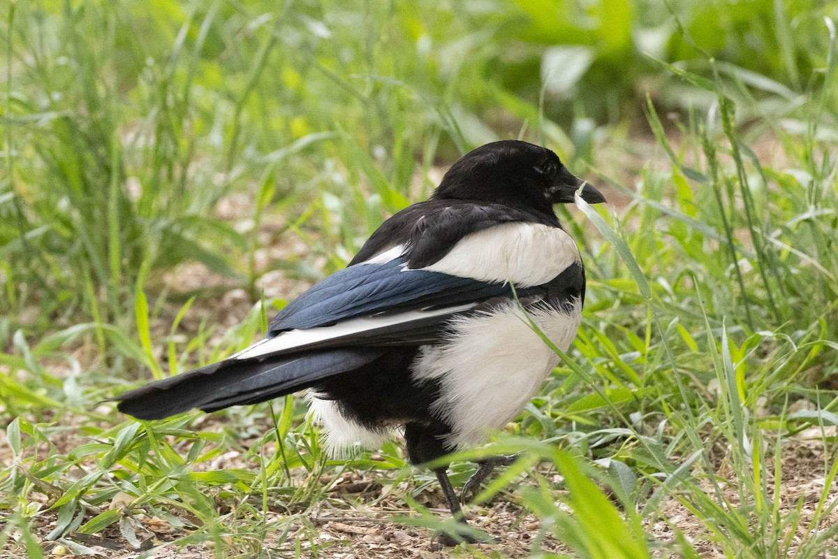 Eurasian Magpie - ML647009055