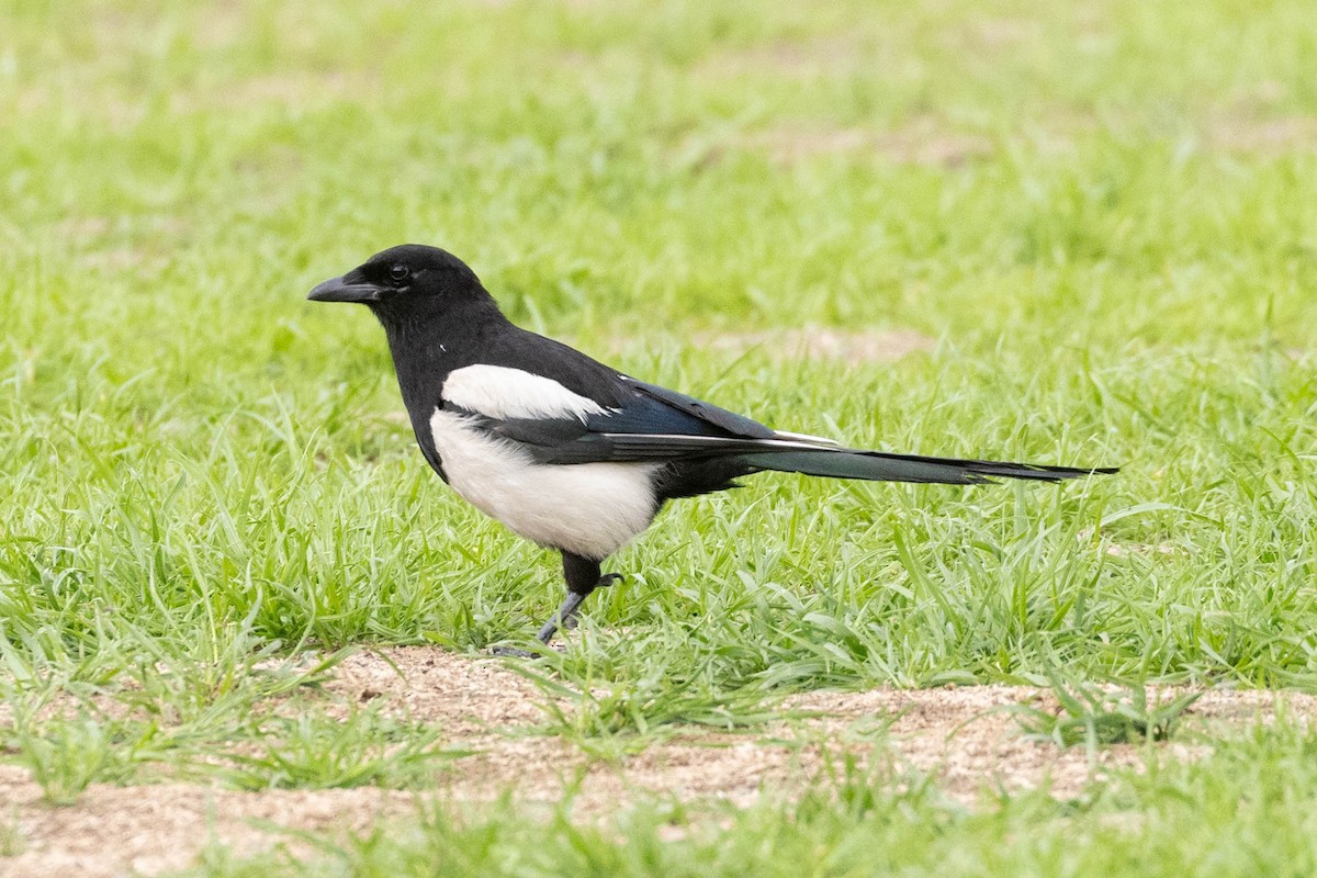 Eurasian Magpie - ML647009058