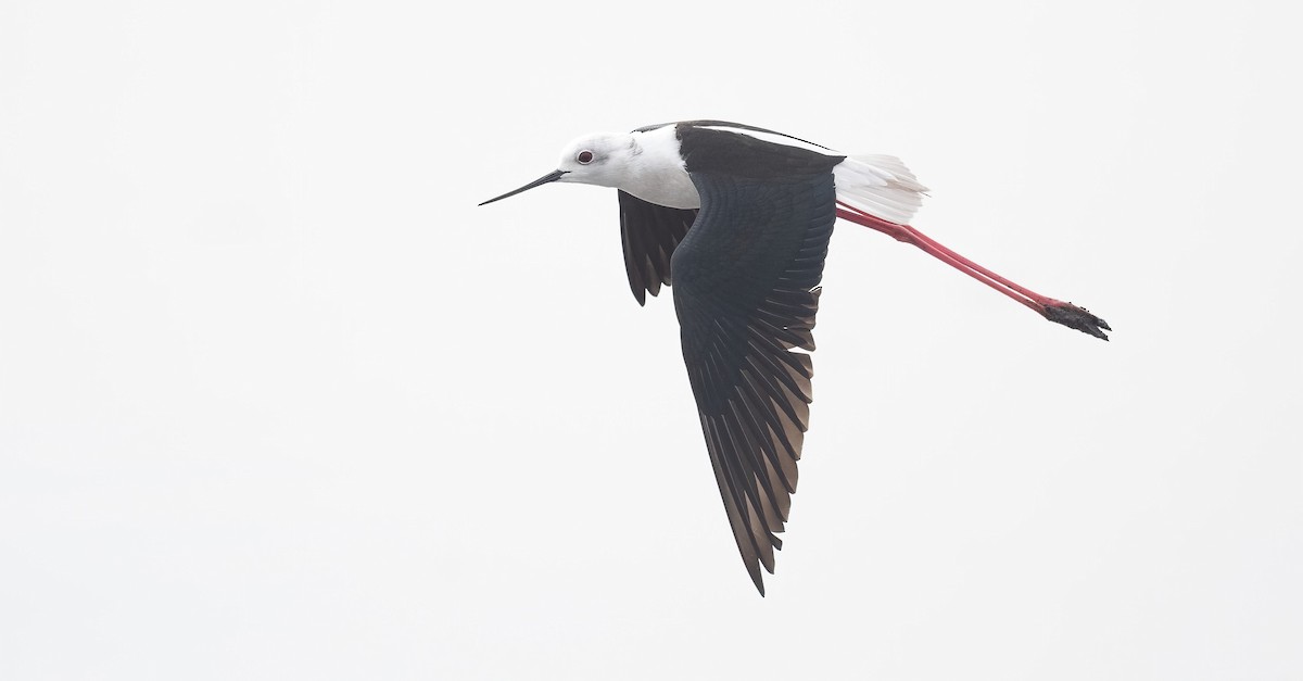 Black-winged Stilt - ML647009059