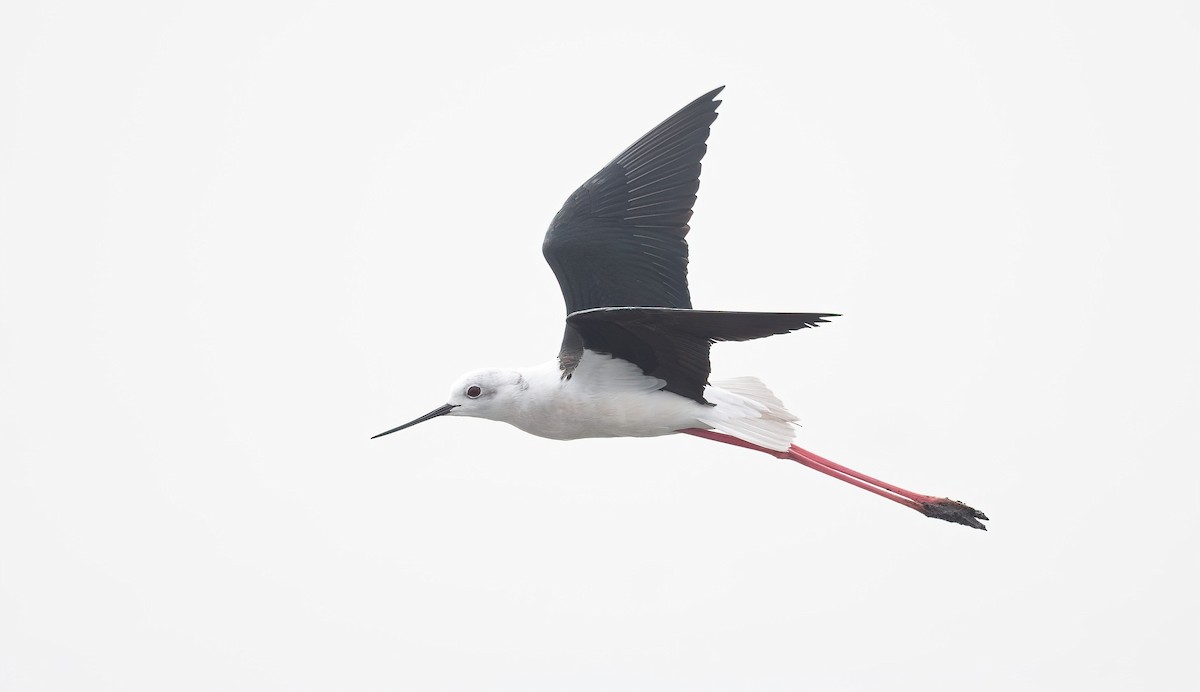 Black-winged Stilt - ML647009060