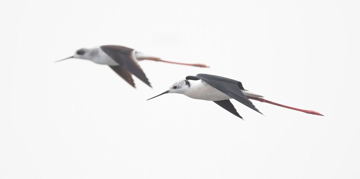 Black-winged Stilt - ML647009061
