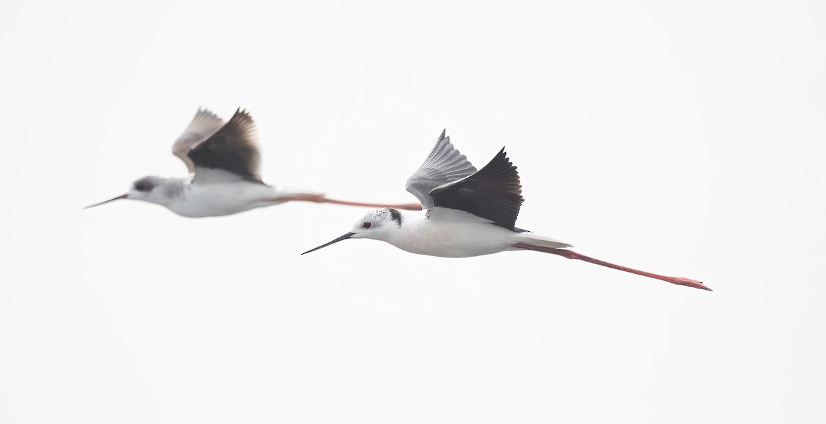 Black-winged Stilt - ML647009062