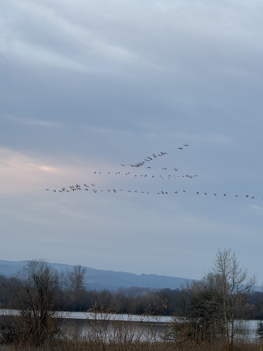 Tundra Swan - ML647009063