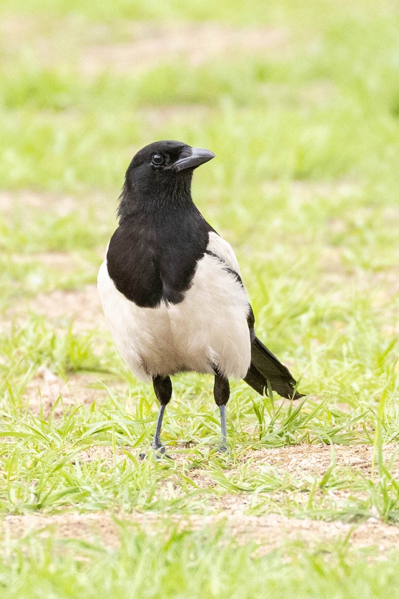 Eurasian Magpie - ML647009065