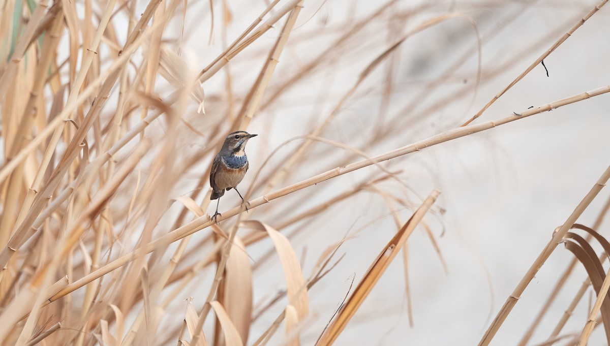 Bluethroat - ML647009066