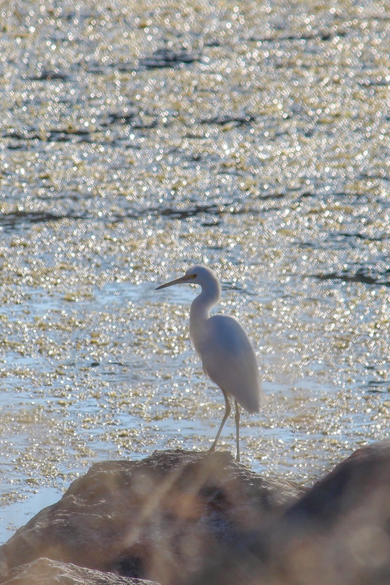 Snowy Egret - ML647009067