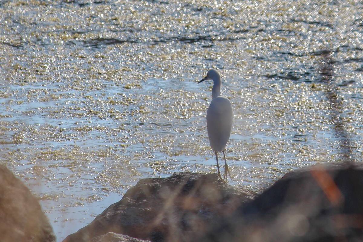 Snowy Egret - ML647009068
