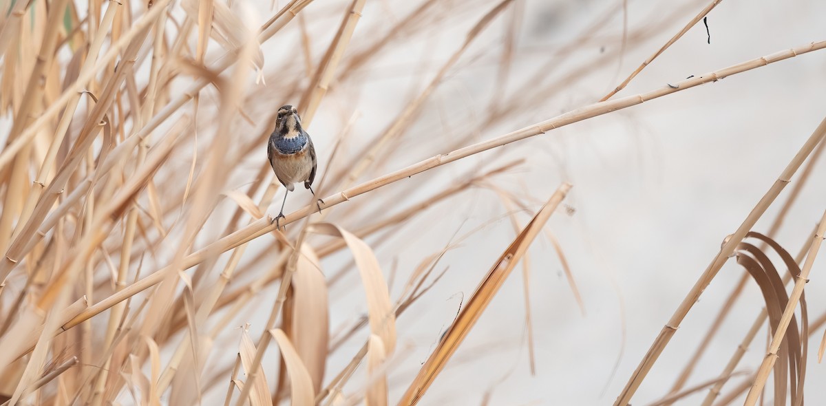 Bluethroat - ML647009072