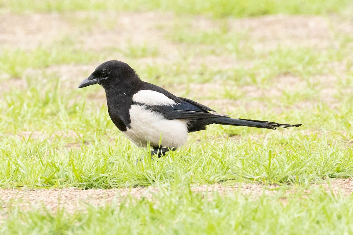 Eurasian Magpie - ML647009073