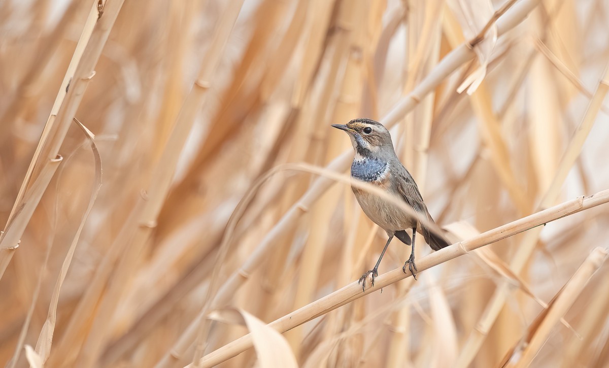 Bluethroat - ML647009074