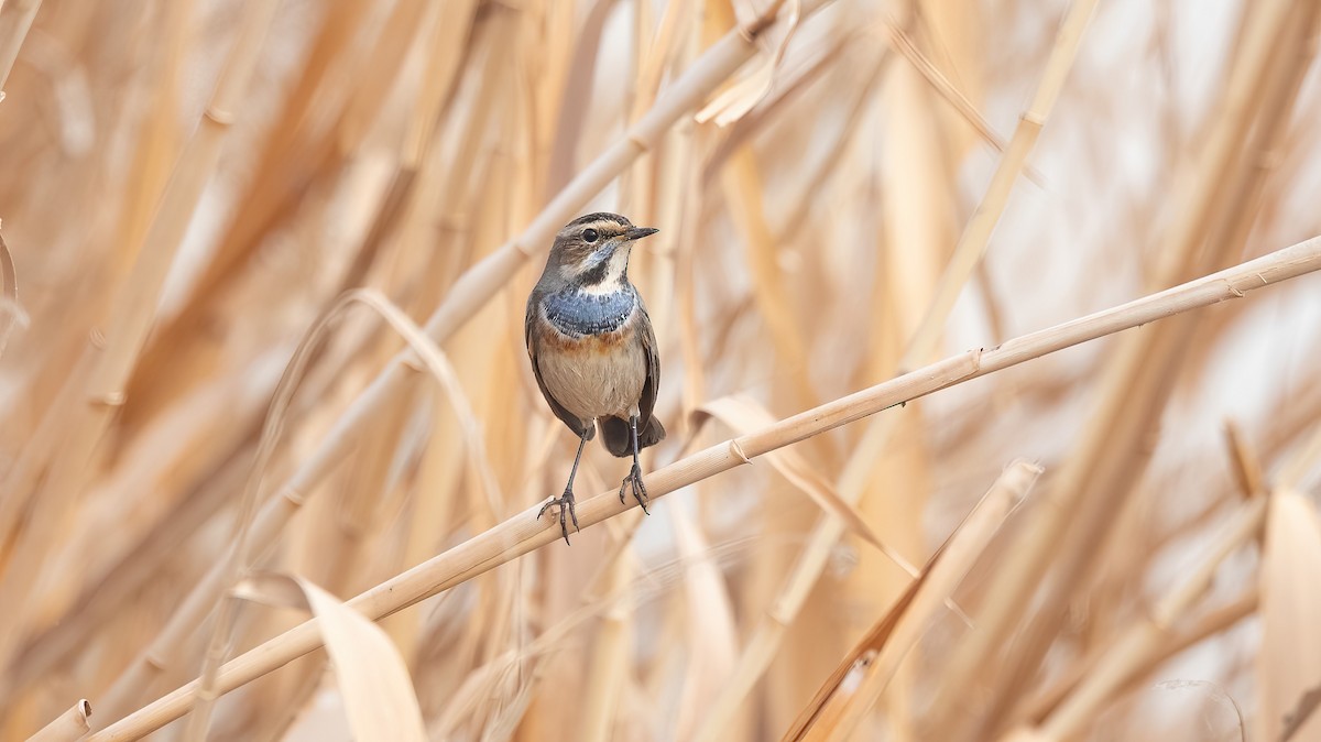 Bluethroat - ML647009078