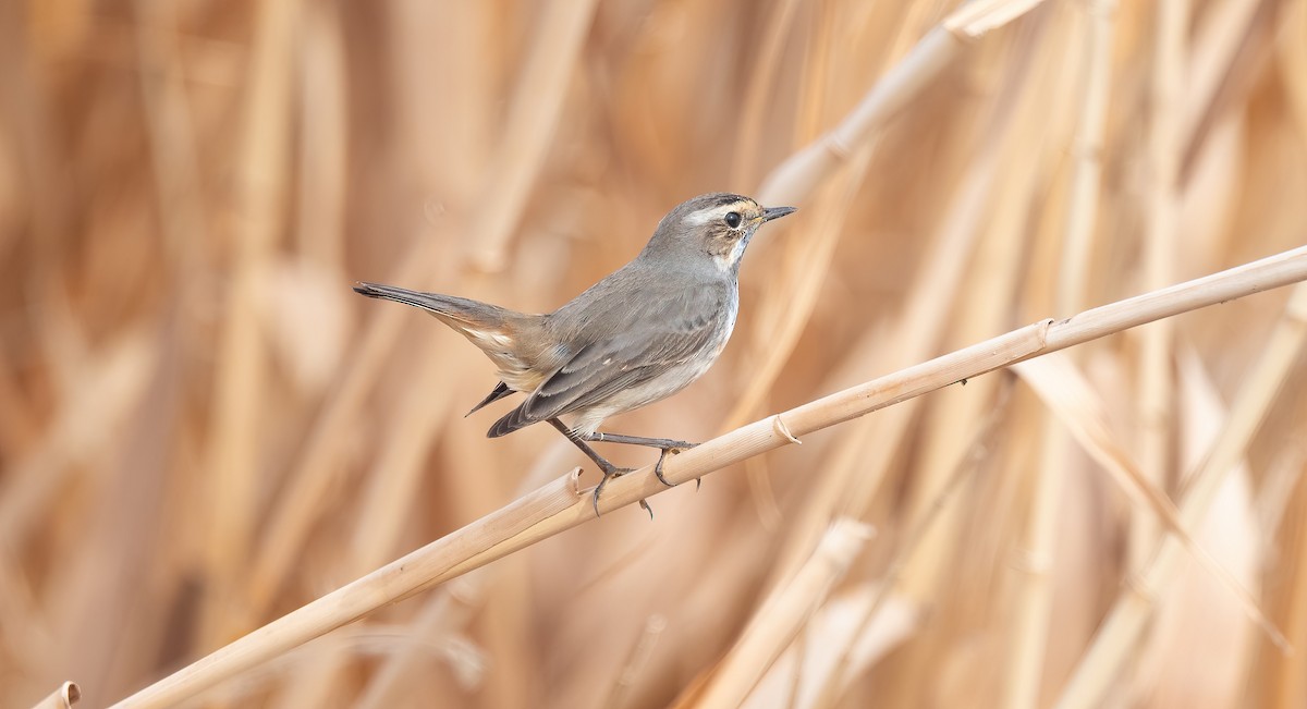 Bluethroat - ML647009079