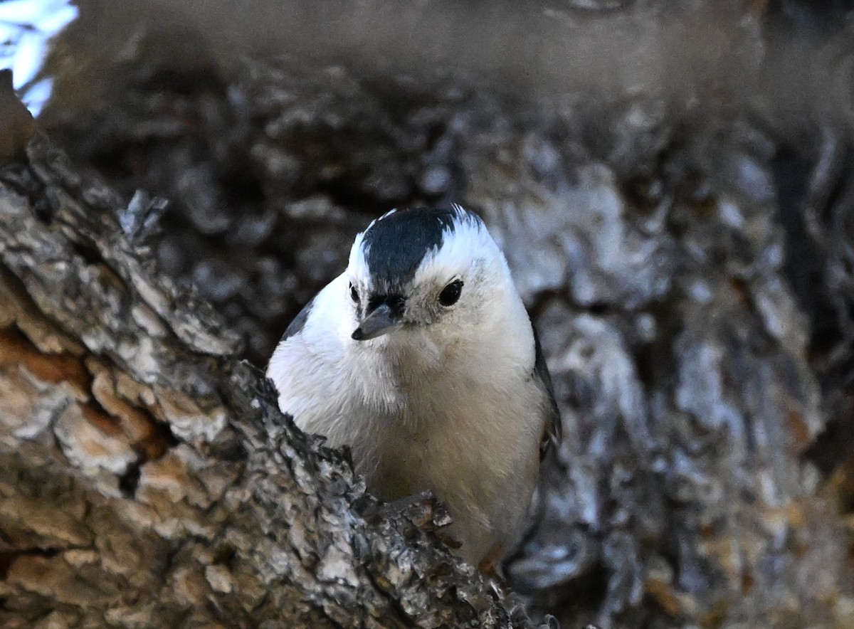 White-breasted Nuthatch - ML647009080