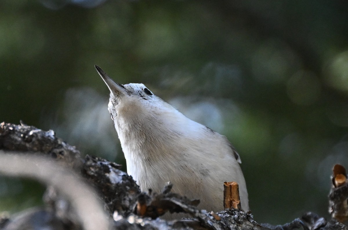 White-breasted Nuthatch - ML647009081