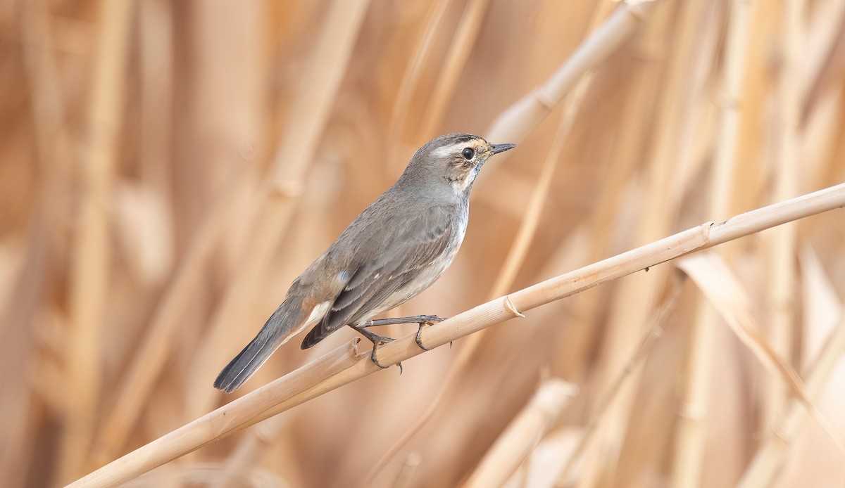 Bluethroat - ML647009082