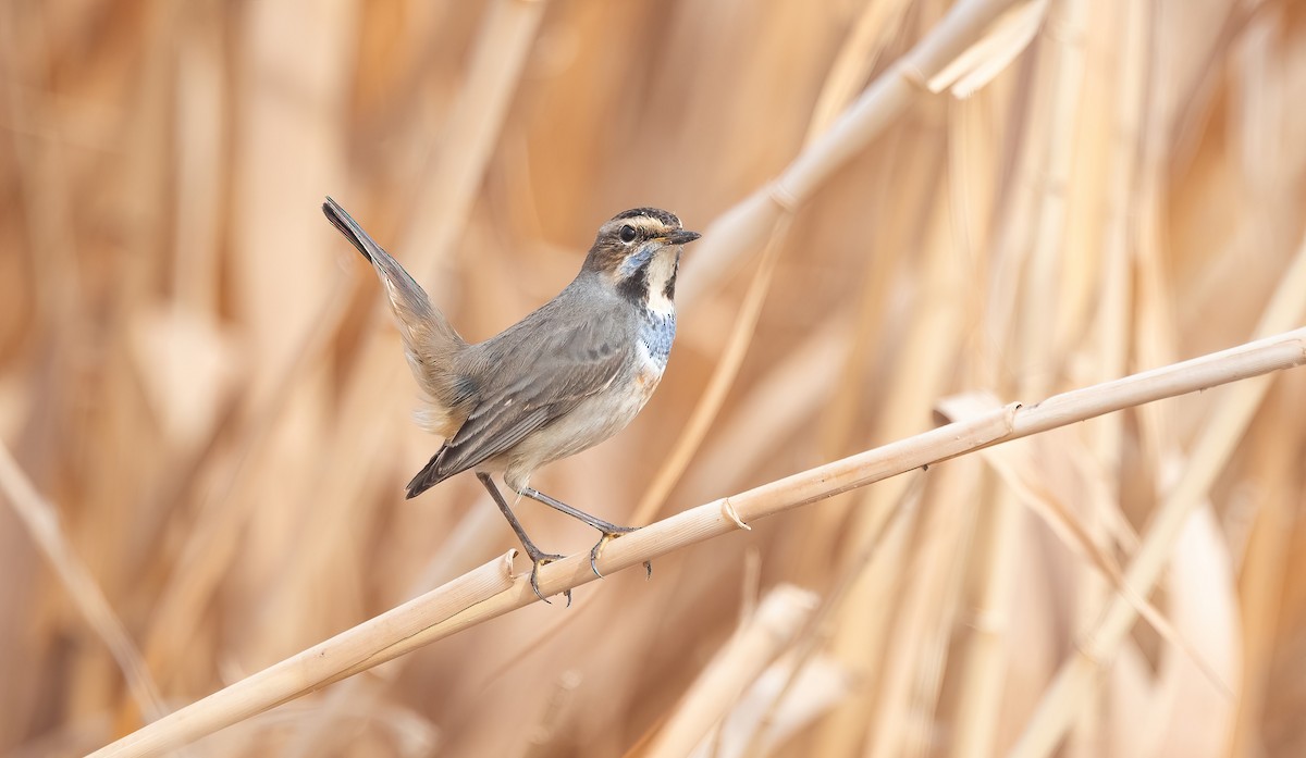 Bluethroat - ML647009083