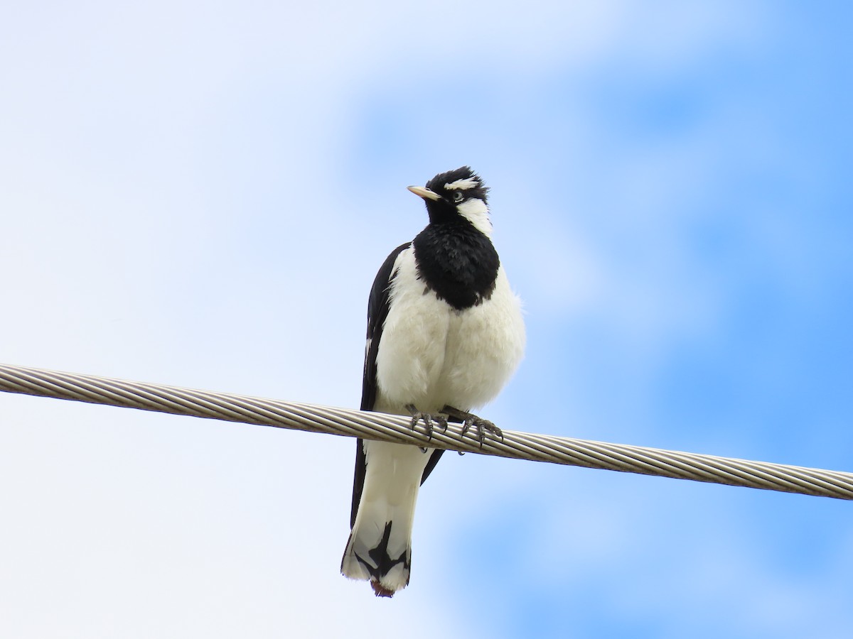 Stelzenmonarch - ML647009084