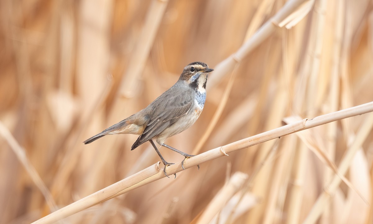 Bluethroat - ML647009085
