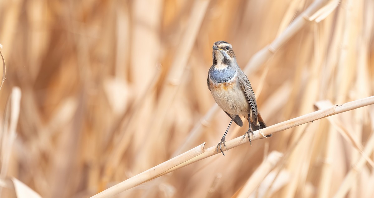 Bluethroat - ML647009086