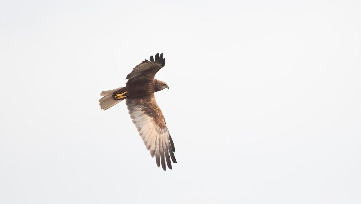 Western Marsh Harrier - ML647009089