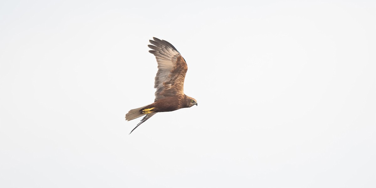 Western Marsh Harrier - ML647009090