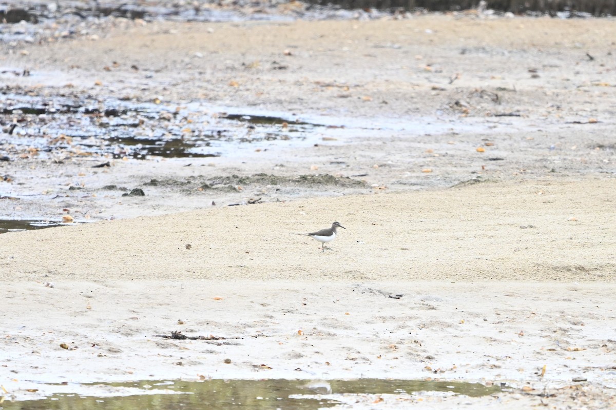 Common Sandpiper - ML647009092