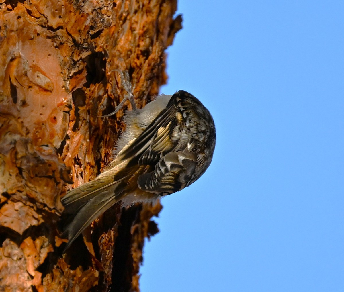 Brown Creeper - ML647009093